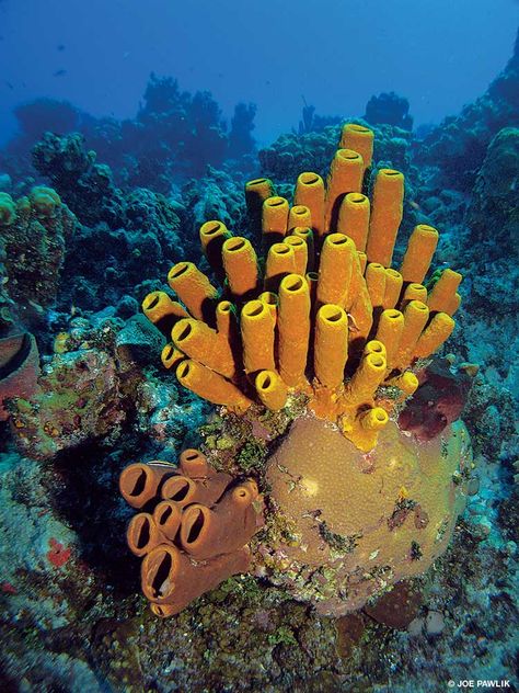 Reef Pictures, Underwater Pics, Snorkeling Photography, Coral Reef Photography, Coral Reef Ecosystem, Sea Stuff, Underwater Pictures, Sea Sponge, Under The Ocean