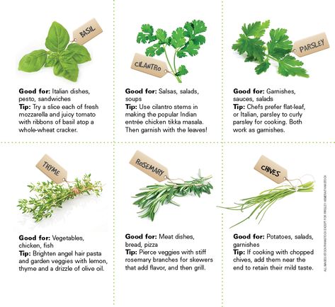 6 Must-Have Herbs for Your Garden Spices Blends, Cilantro Parsley, Whole Wheat Crackers, Favorite Soups, Spice Garden, Weary Soul, Herb Seasoning, Chicken Tikka Masala, Juicy Tomatoes