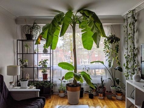 Mr Cacti on Instagram: “🔔send a direct message to @my.sweet.green.home to advertise for +810k plant lover followers across five Instagram pages. 🔔…” Indoor Banana Tree, Succulents In Pots, Cheap Plants, Tattoo Plant, Potted Cactus, Gardening Aesthetic, Plants House, Plant Decoration, Banana Plants