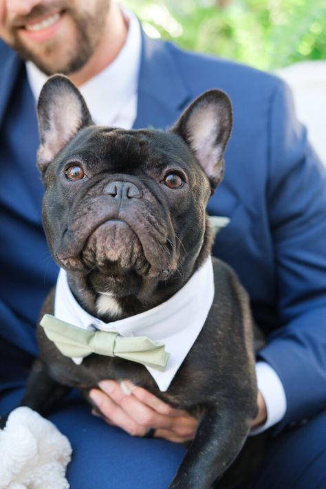 French Bulldog In Wedding, Frenchie At Wedding, Frenchie Wedding, French Bulldog Wedding, Bulldog Wedding, Dog Wedding Photos, French Bulldog Costume, Fairy Tail Wedding, Bulldog Francese