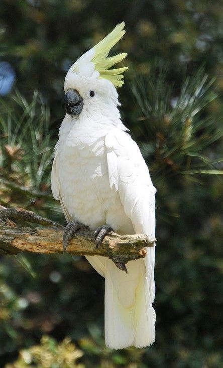 https://www.instagram.com/birds_lover_saif/ Sulphur Crested Cockatoo, Backyard Birds Sanctuary, Australian Parrots, Regard Animal, Australian Birds, Parrot Bird, Airbrush Art, Funny Birds, Australian Animals