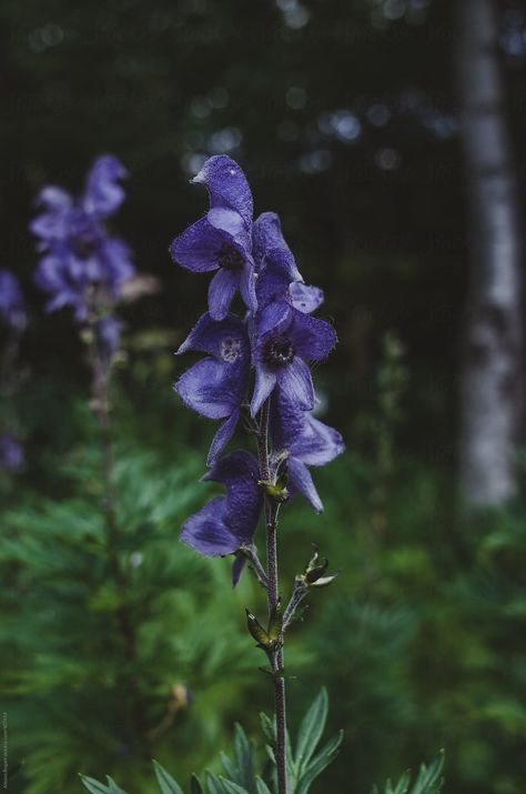 Wolf’s Bane Wolfsbane Flower Aesthetic, Wolf's Bane Flower, Wolfs Bane Tattoo, Wolfs Bane Flower Drawing, Aconite Flower Aesthetic, Beautiful Poisonous Flowers, Poison Flowers Aesthetic, Amanita Nightshade Aesthetic, Poisonous Flowers Aesthetic