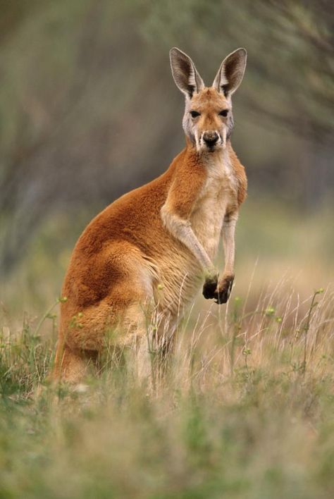 Kangaroo Stuffed Animal, Kangaroo Logo, Kangaroo Baby, Red Kangaroo, Australian Fauna, Australia Animals, National Animal, Australian Wildlife, Haiwan Peliharaan