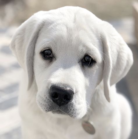 Our sweet boy Maximus, an English White Labrador - adorable and so so smart. White Labrador Puppy, Miniature Labrador, English Lab Puppies, White Lab Puppies, English Labrador, White Labrador, Labrador Puppies, Cute Puppies And Kittens, Puppy Images