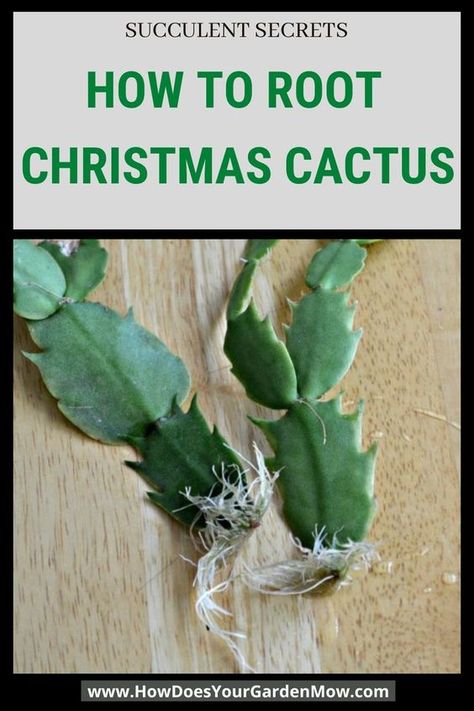 How To Root Succulents, Propagating Easter Cactus, Holiday Cactus Plants, How To Transplant Christmas Cactus, How To Care For A Christmas Cactus, Rooting Christmas Cactus, How To Take Care Of Christmas Cactus, How To Propagate A Christmas Cactus, How To Care For Christmas Cactus Plants