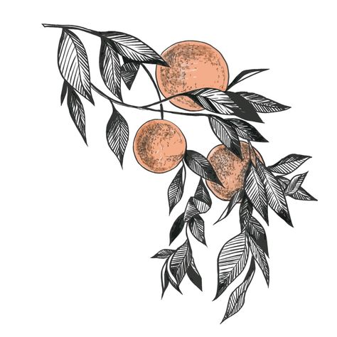 orange branch drawing graphics design liner Fruit Branch Drawing, Orange Mushroom Tattoo, Orange Drawing Black And White, Rib Tree Tattoo, The Priory Of The Orange Tree Tattoo, Tangerine Branch Tattoo, Orange Blossom Sketch, Clementine Tree Tattoo, Orange Branch Drawing