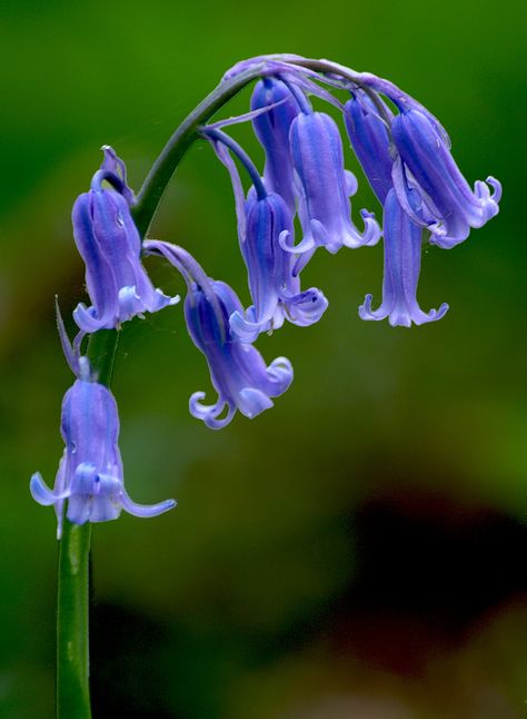 English Bluebells, Mother Nature Tattoos, Blue Bell Flowers, Airbrush Art, Beautiful Blooms, Flower Pictures, Dream Garden, Love Flowers, 그림 그리기