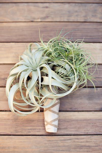 Bulbous Plants, Air Plants Wedding, Plant Bouquet, Unique Bridal Bouquets, Rock Plants, Tillandsia Air Plant, Bouquet Wrap, Air Plants, Home Fashion