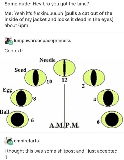 How to tell time by a cat's eye pupil size and shape Hey Bro, The More You Know, What’s Going On, Text Posts, Tumblr Funny, Tumblr Posts, Writing Prompts, Cat Memes, Funny Cute