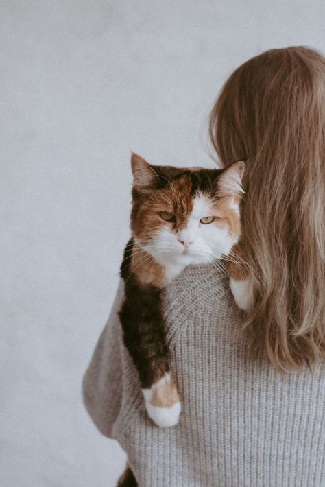 Cat Family Photo, Cat Family Portrait, Kitten Photography, Pet Photography Poses, Pet Photography Studio, Animal Photoshoot, Autumn Love, 얼굴 드로잉, Kitten Photos