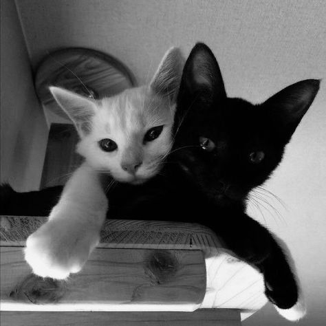 Black And White Cats, Helloween Wallpaper, Black And White Kittens, Black Cat Aesthetic, Cat Dark, White Kittens, Cat Icon, Cat Photography, White Cats