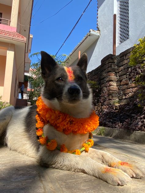 Kukur tihar celebration in Nepal #nepal #kukurtihar #nepalifestivals #nepali #tihar Friend Photography, Nepali Aesthetic, Nepal Aesthetic, Katmandu Nepal, Nepali Culture, Nepal People, Dr Ideas, Nepal Culture, Boys Pic