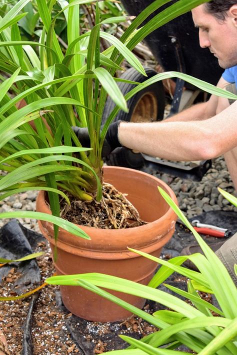 Repotting My Cymbidium Orchids - The Martha Stewart Blog Cymbidium Orchids Care, Orchid Soil, Orchid Potting Mix, Repotting Orchids, Orchid Plant Care, Orchid House, Heating A Greenhouse, Growing Orchids, Orchids Garden