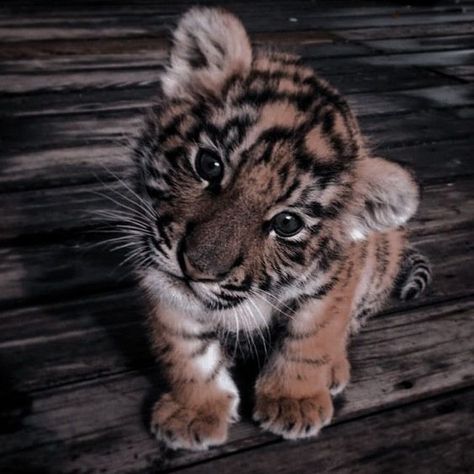 Tiger Wallpaper Aesthetic, Wild Animals Aesthetic, Tiger Aesthetics, Tiger Aesthetic, Cute Tiger Cubs, Tiger Cubs, Cutee Animals, Between Two Worlds, Baby Animals Pictures