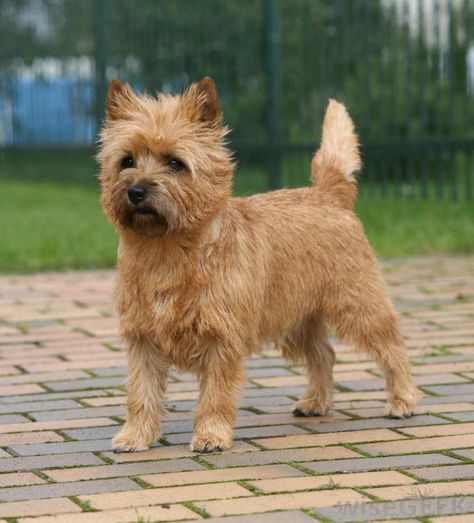 What is a Cairn Terrier? (with pictures) Best Hypoallergenic Dogs, Cairn Terrier Puppies, Australian Silky Terrier, Dog Breeds List, Skye Terrier, Norwich Terrier, Silky Terrier, Terrier Breeds, Hypoallergenic Dogs