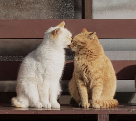 Orange Cat And White Cat, Cat Diy Projects, Cats Cuddling, Cats Tabby, Cuddly Cats, Cat Expressions, Photos Of Cats, Colorful Hairstyles, Cat Couple