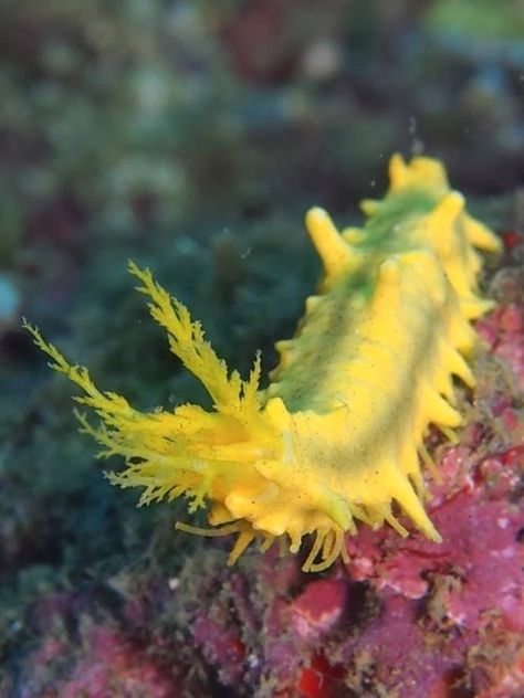 Beauty of Sea Cucumber - Alfa Enterprises (PVT) Ltd. Welcome to Sri Lanka Tumblr, Nature, Sea Invertebrates, Cucumber Art, Undersea Creatures, Sea Cucumbers, Weird Sea Creatures, Sea Beans, Pretty Fish