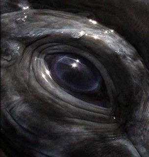 Southern Right Whale eye - ******************Киты******************* — LiveJournal Orca Eye, Whale Eye, Southern Right Whale, Right Whale, Regard Animal, Animals Aesthetic, Great Whale, Sea Mammal, Art Pretty