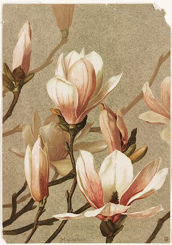 Magnolia Flower Desktop Wallpaper, Illustration Botanique, Hur Man Målar, Magnolia Flower, Arte Floral, Poster Vintage, Botanical Flowers, Vintage Botanical, Floral Illustrations