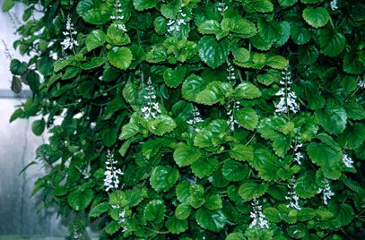 Swedish Ivy (Creeping Charlie) are perfect hanging plants for a bright corner.How to grow a Swedish ivy plant: https://www.houseplant411.com/houseplant/swedish-ivy-plectranthus-how-to-grow-care-for-a-swedish-ivy Curly Locks Ivy Plant Care, Hanging Houseplants, English Ivy Houseplant, Swedish Ivy, Garden Reference, Creeping Charlie, Ivy Plant Indoor, English Ivy Plant, Swedish Ivy Houseplant