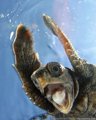 Sea Turtle Pictures, Smiling Animals, Loggerhead Turtle, Loggerhead Sea Turtle, Aloha Friday, Turtle Swimming, Turtle Love, Cute Turtles, Baby Turtles