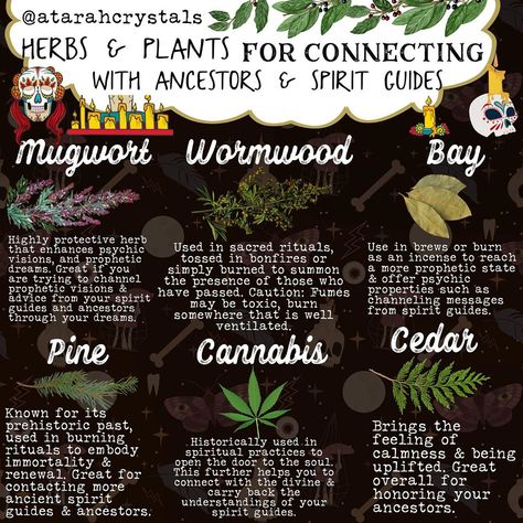 Crowned (@atarahcrystals) posted on Instagram: “6 amazing plants & herbs for connecting with your ancestors and spirit guides ✨💖 . I tried to include some herbs & plants that had varying…” • Oct 29, 2020 at 5:55pm UTC Herbs For Spiritual Awakening, Herbs To Connect With Ancestors, Herbs For Spirit Communication, Plants For Spiritual Protection, Spell To Connect With Ancestors, Herbs Of Sagittarius, Communication Herbs Witchcraft, Ancestor Herbs, Herbs For Dreams