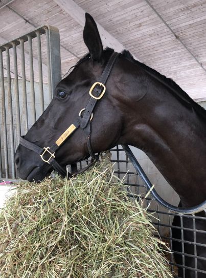 Black Thoroughbred Stallion, Black Thoroughbred Horse, Race Horses Thoroughbred, Black Thoroughbred, Thoroughbred Stallion, Thoroughbred Racehorse, Black Stallion, Race Horses, Thoroughbred Horse