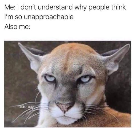 Me: I don't understand why people think I'm so unapproachable. Also me: Angry Cat Glare Animal Jokes, Animal Humor Dog, Cute Animal Memes, Mv Agusta, Funny Animal Jokes, Crazy Funny Memes, Disney Memes, Funny Animal Memes, Komik Internet Fenomenleri