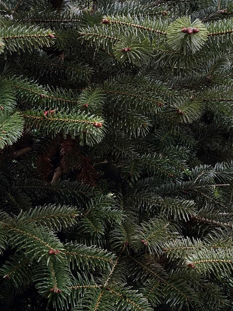 wintercore aesthetic dark christmascore pine tree photography | E N A Pine Cone Aesthetic, Christmas Green Aesthetic, Pine Trees Aesthetic, Pine Tree Aesthetic, Wintercore Aesthetic, Nature Grunge, Pine Cone Tree, Iphone Themes, Fur Tree