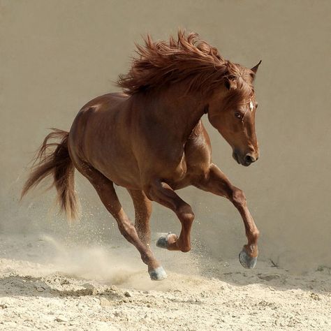 Beautiful-Horse-Running-Horses Photography Cai Arabi, Horse Running, Nature Tour, Most Beautiful Animals, Majestic Horse, Running Horses, Brown Horse, All The Pretty Horses, Horse Crazy