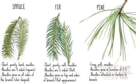 Examples of spruce, fir, and pine tree needles and tips how to identify them Spruce Tea, Tea With Honey, Pine Needle Tea, Wild Food Foraging, Tree Id, Tree Identification, Herbal Tinctures, Spruce Tree, Honey Lime