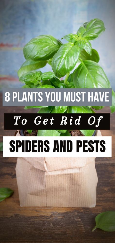 8 Plants You Must Have In Your Home To Get Rid Of Spiders And Other Pests How To Keep Bugs Off Plants, Repel Flies, Spiders Repellent, Plants That Repel Bugs, Mosquito Plants, Empty Notebook, Get Rid Of Spiders, Plant Bugs, Plants House