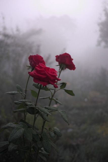 roses in the fog | Kaensu | Flickr Wallpaper Mawar, Wallpaper Gelap, Wallpaper Estetika, Aesthetic Roses, Trendy Flowers, Rose Bush, Flower Quotes, Wild Nature, Rose Wallpaper