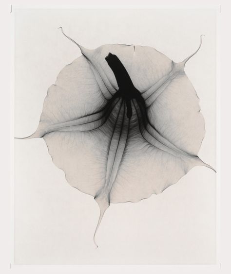 Angel Trumpet, Angel S, Gelatin Silver Print, Pics Art, Design Graphique, The Shape, Art Plastique, A Flower, A Black