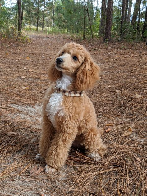 Toy Poodle Haircut, Moyen Poodle, Dog Types, Poodle Haircut, Poodle Cuts, Poodle Grooming, Columbia South Carolina, Silky Terrier, Personalized Dog Collars