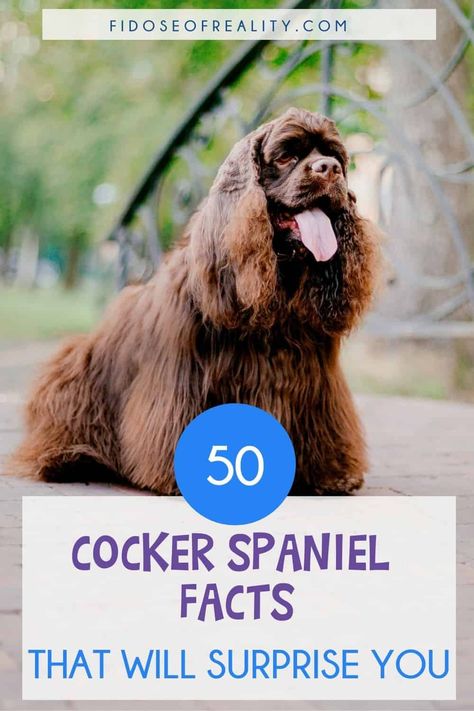 50 Cocker Spaniel Facts You Probably Don’t Know - Fidose of Reality Cocker Spaniel Haircut, Show Cocker Spaniel, Chocolate Cocker Spaniel, Cocker Spaniel Rescue, Cocker Spaniel Breeds, Lure Coursing, Spaniel Breeds, Dogs Stuff, American Cocker Spaniel