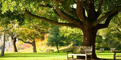 Park Benches, Under A Tree, Outdoor Classroom, Garden Park, Outdoor Photoshoot, Kew Gardens, Closer To Nature, Green Space, Natural Environment