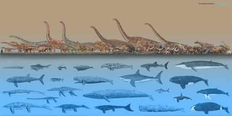 Sei Whale, Oceanic Manta Ray, Steller's Sea Cow, Legendary Animals, Colossal Squid, Spinosaurus Aegyptiacus, Greenland Shark, Beaked Whale, Prehistoric Wildlife