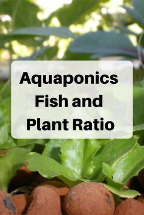 Aqua Ponics Diy, Aquaponics Diy Indoor Fish Tanks, Aqua Ponics, Best Fish For Aquaponics, Aquaponics Greenhouse, Backyard Aquaponics, Aquaponics Plants, Aquaponics Fish, Aquaponics Diy