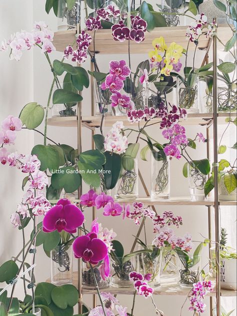 Orchid Conservatory, How To Grow Orchids, Mini Orchids, Grow Orchids, Party Concept, Orchids In Water, Indoor Orchids, Orchid Plant Care, Orchid Planters