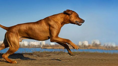 Dog Reference, Dog Running, Running Dog, Best Dog Breeds, Rhodesian Ridgeback, Man And Dog, Staffordshire Terrier, Dog Activities, Can Dogs Eat