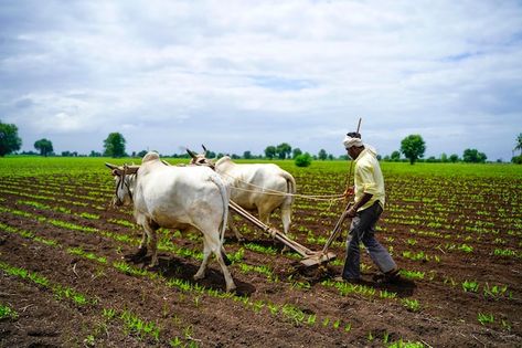 Indian farmer working green pigeon peas ... | Premium Photo #Freepik #photo #indian-farmer #farmer-farming #farmer-agriculture #indian-farm Indian Farming, Agriculture In India, Farmer Working, Green Pigeon, Pigeon Peas, Agricultural Sector, Hd Images, Premium Photo, Hd Photos