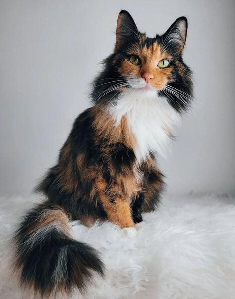 Garbage Cabinet, Cotton Candy Hair, Color Burst, Candy Hair, Calico Kitten, Söt Katt, Gorgeous Cats, Extensions Hair, Norwegian Forest Cat