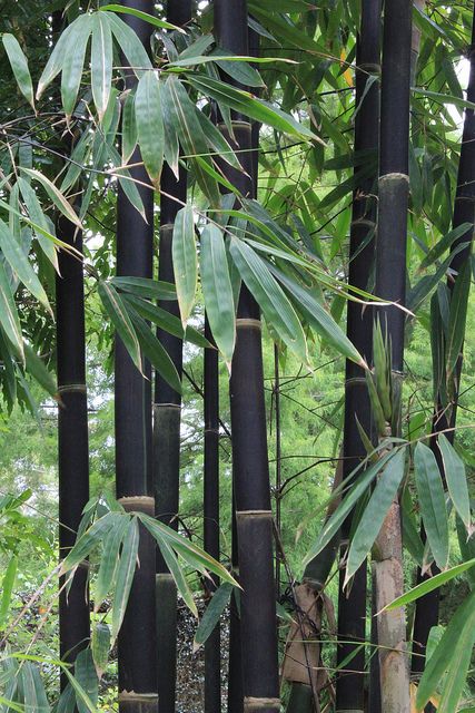 Black bamboo (Phyllostachys nigra) Phyllostachys Nigra, Bamboo Seeds, Bamboo Trees, Moso Bamboo, Minimalist Watch, Black Bamboo, Tree Seeds, Bonsai Tree, In The Forest