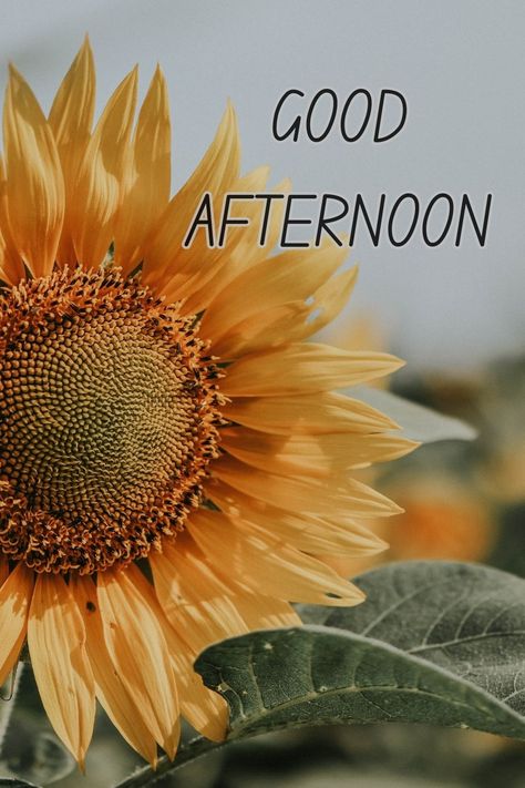 GOOD AFTERNOON Happy Afternoon Images, Good Afternoon Fall Images, Good Monday Afternoon, Good Afternoon Friday, Midday Slump, Afternoon Messages, Good Afternoon Images, Evening Blessings, Afternoon Images