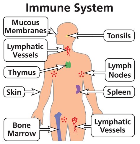 Natural Immune Support, How To Boost Your Immune System, Stronger Immune System, Natural Antibiotics, Lymph Nodes, Life Force Energy, The Immune System, Endocrine System, Grade 8