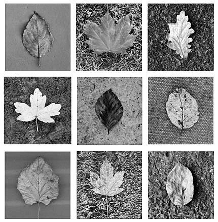 Typologies Photography, Photography Sequence, Typology Photography, Cyanotype Ideas, Different Types Of Leaves, Trees Photos, Types Of Leaves, Royal Blue Wallpaper, A Level Photography