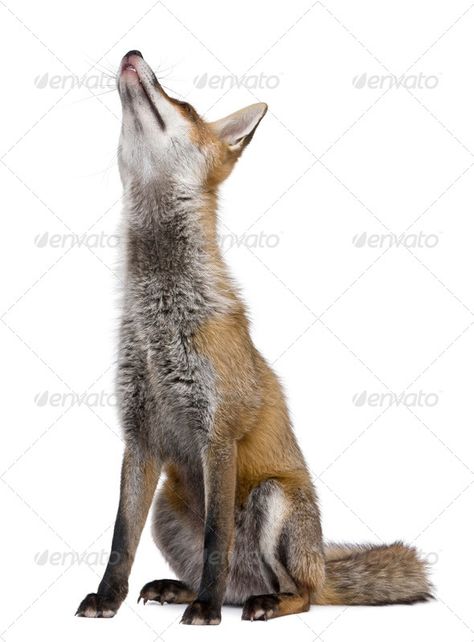 Fox Looking Up, Construction Business Cards, Animals Photos, Animal References, Funny Animal Photos, Construction Business, Body Reference, Print Designs Inspiration, Red Fox