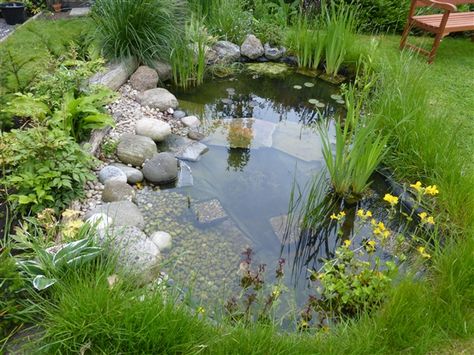 Wildlife pond - one year on..... - Shell'sDuck - My gallery - The RSPB Community Wildlife Ponds, Small Water Gardens, Ponds For Small Gardens, Wildlife Pond, Bog Garden, Garden Pond Design, Fountains Backyard, Small Pond, Garden Ponds