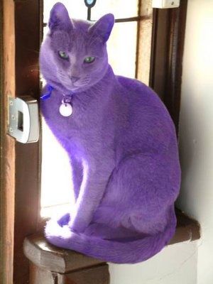 Purple Cat Purple Animals, Owning A Cat, Purple Girls, Purple Cat, Purple Reign, Purple Love, Va Va Voom, All Things Purple, Purple Lilac